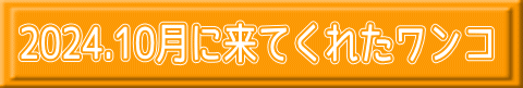 2024.10月に来てくれたワンコ